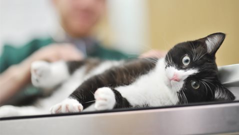 Chat allongé sur le cote